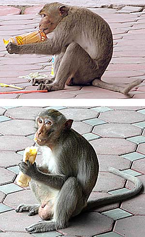 Monkeys in Lopburi